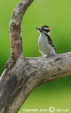 Downy Woodpecker - Picoides pubecens - Donsspecht 002