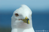 Ring-billed Gull - Larus delawarensis - Ringsnavelmeeuw 011