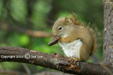 Red Squirrel - Tamiasciurus hudsonicus - Rode Eekhoorn 006