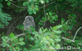 Great Gray Owl - Strix nebulosa - Laplanduil 043