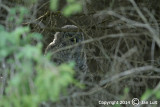 Great Gray Owl - Strix nebulosa - Laplanduil 045