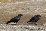 American Crow - Corvus brachyrhynchos - Amerikaanse Kraai 008