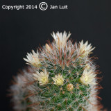 Mammillaria felipensis 002