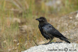 American Crow - Corvus brachyrhynchos - Amerikaanse Kraai 009