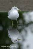 Ring-billed Gull - Larus delawarensis - Ringsnavelmeeuw 013