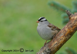 White-crowned Sparrow - Zonotrichia leucophrys - Witkruingors 004