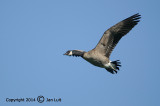 Canada Goose - Branta canadensis - Canadese Gans 014