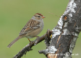 White-crowned Sparrow - Zonotrichia leucophrys - Witkruingors 005