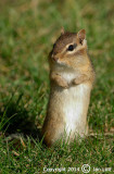 Eastern Chipmunk - Tamias striatus - Gestreepte Grondeekhoorn 003