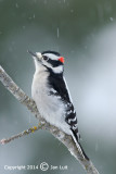 Downy Woodpecker - Picoides pubecens - Donsspecht 003
