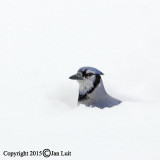 Blue Jay - Cyanocitta cristata - Blauwe Gaai 015