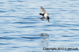Greater Scaup 0002