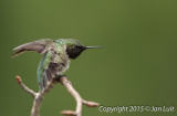 Ruby-throated Hummingbird 0002