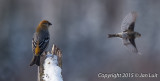 Pine Grosbeak and Common Redpoll