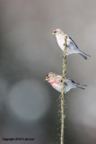Hoary Redpoll and Common Redpoll