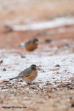 American Robin