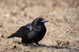 American Crow