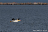 American White Pelican