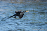 Double-crested Cormorant