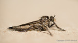 Robber Fly sp.