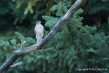 Sharp-Shinned Hawk