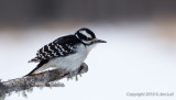 Hairy Woodpecker