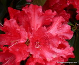 Red  Rhododendrum