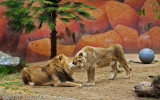 Lion Love, Los Angeles Zoo