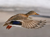 Miss  mallard 