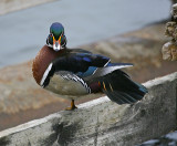 Wood-duck