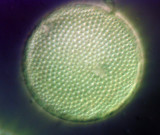 40x DIC diatom.jpg