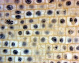 onion mitosis 60x PlanApo oil BF-0044.jpg