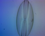 Carolina diatoms Eclipse 100x BF.jpg