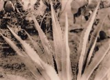 Agave litho film.jpg