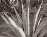 Agave warmtone.jpg