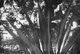 Agave warmtone through litho bw.jpg