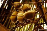 Baby Coconuts