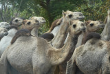Nomads with large herd of camel 