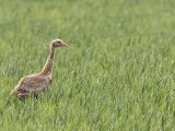 Young Crane. About 3 weeks old. Captured in Sweden