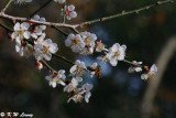 Plum blossom DSC_4226