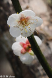 Plum blossom DSC_4203