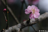 Plum blossom DSC_4428