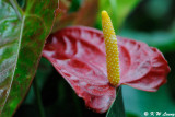 Anthurium DSC_7371