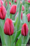 Tulip DSC_9224