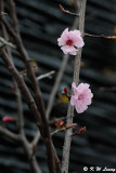 Plum blossom DSC_9511