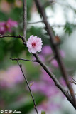 Plum blossom DSC_9488
