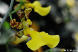 Orchid DSC_0983
