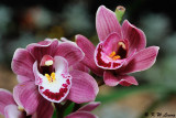 Orchid DSC_1067