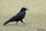 Crow DSC_3072