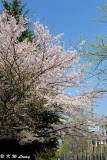 Sakura DSC_2706